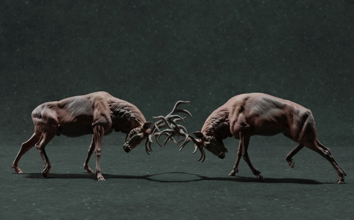 Animals & Wild Life