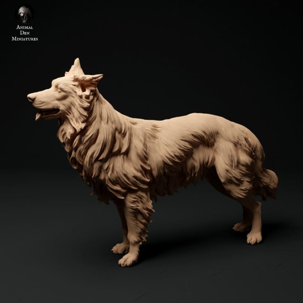 Adm0001 Border Collie Group Animal