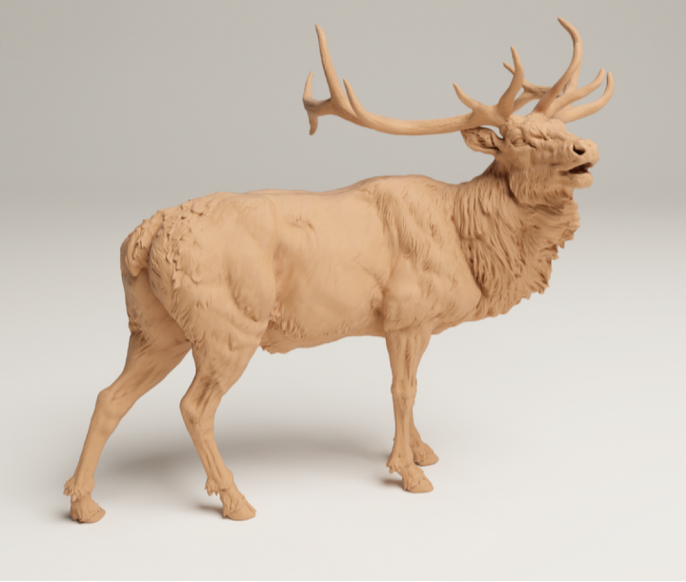 132s-006 Rocky Mountains Elk Bugle call Animal