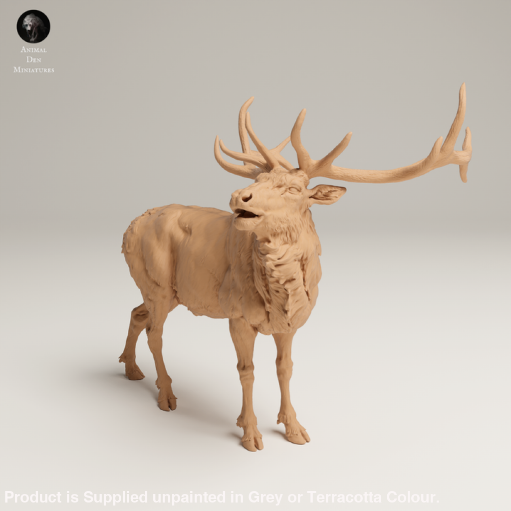 132s-006 Rocky Mountains Elk Bugle call Animal