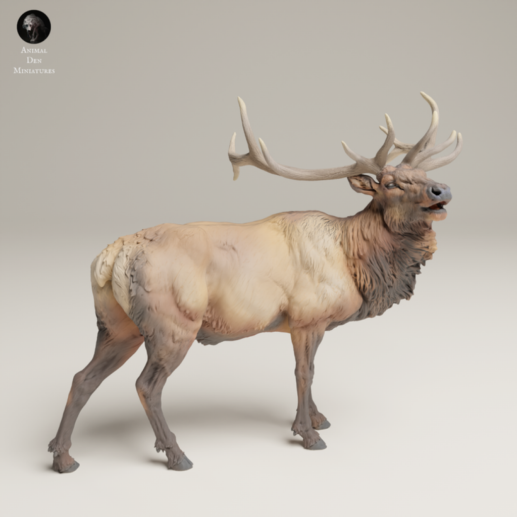 132s-006 Rocky Mountains Elk Bugle call Animal
