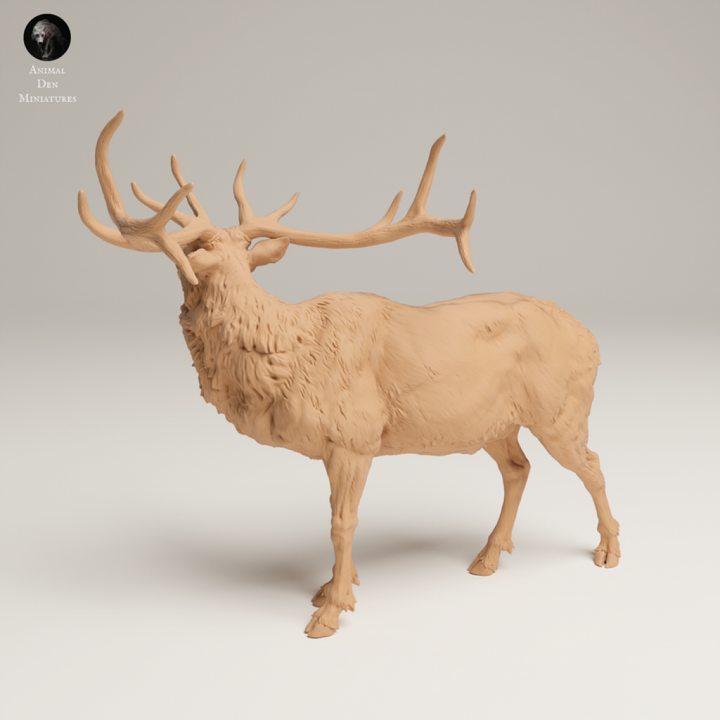 132s-006 Rocky Mountains Elk Bugle call Animal