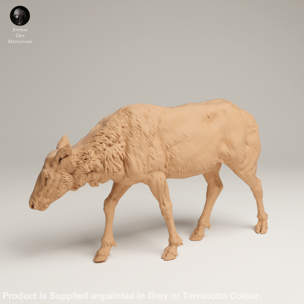 132s-007 Rocky Mountains Elk Cow Feeding Animal