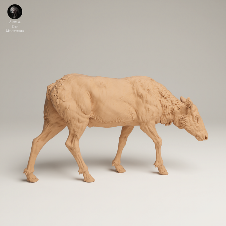 132s-007 Rocky Mountains Elk Cow Feeding Animal