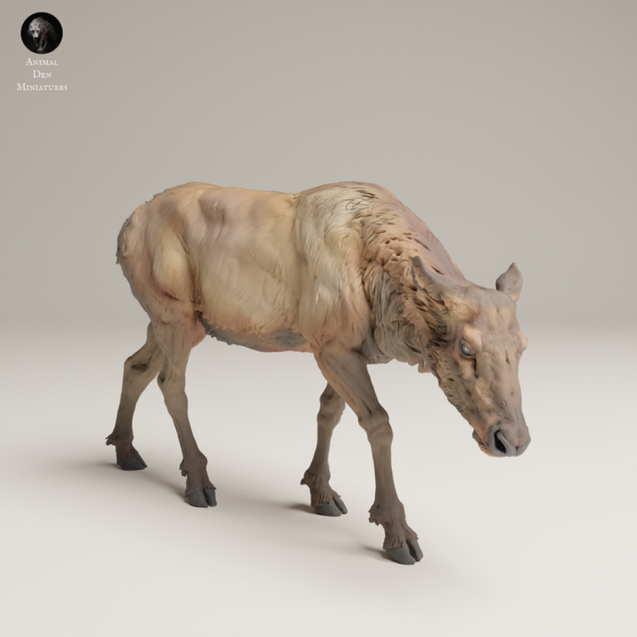 132s-007 Rocky Mountains Elk Cow Feeding Animal