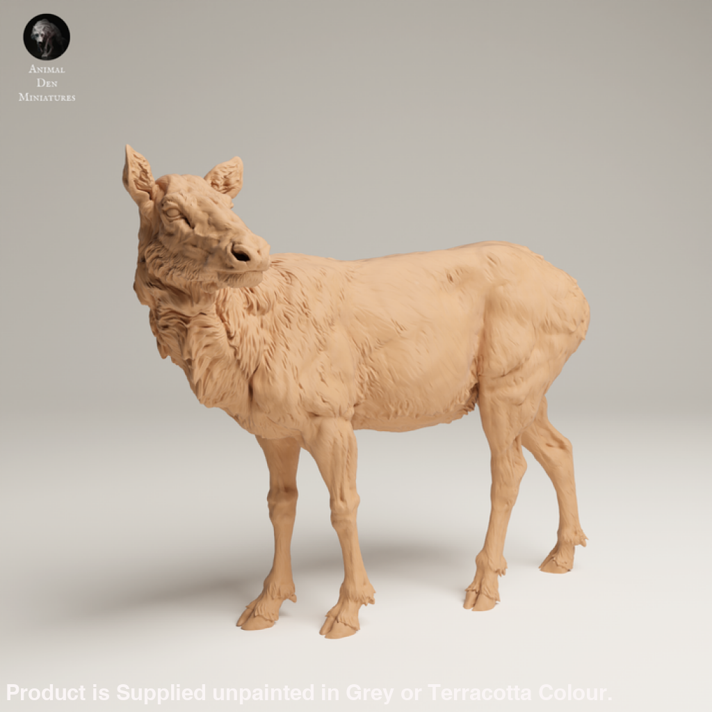 132s-008 Rocky Mountains Elk Cow Animal