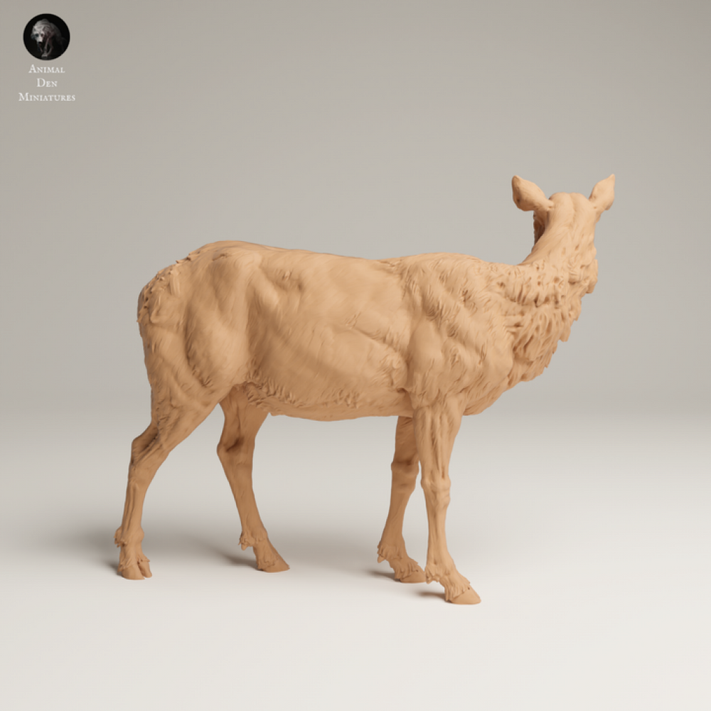 132s-008 Rocky Mountains Elk Cow Animal