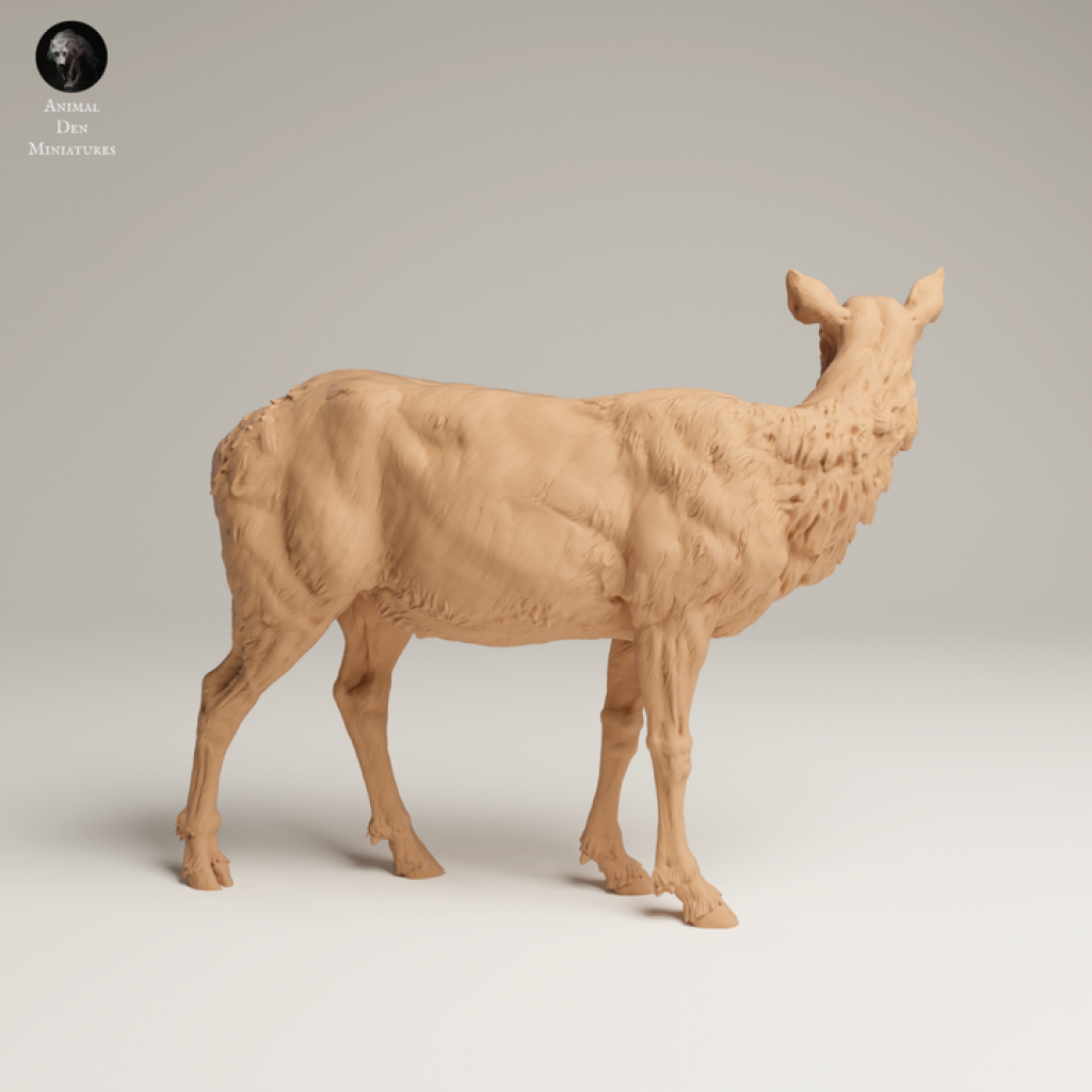 132s-008 Rocky Mountains Elk Cow Animal