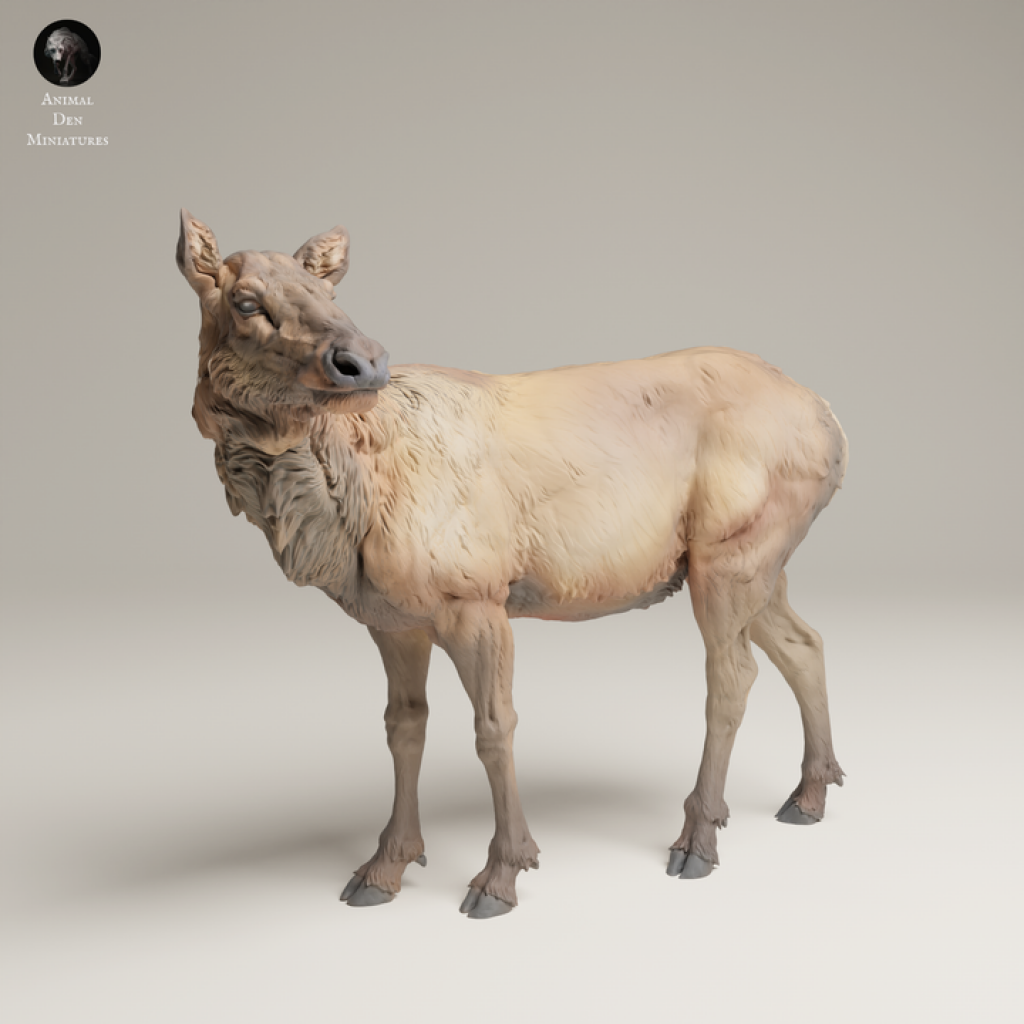 132s-008 Rocky Mountains Elk Cow Animal