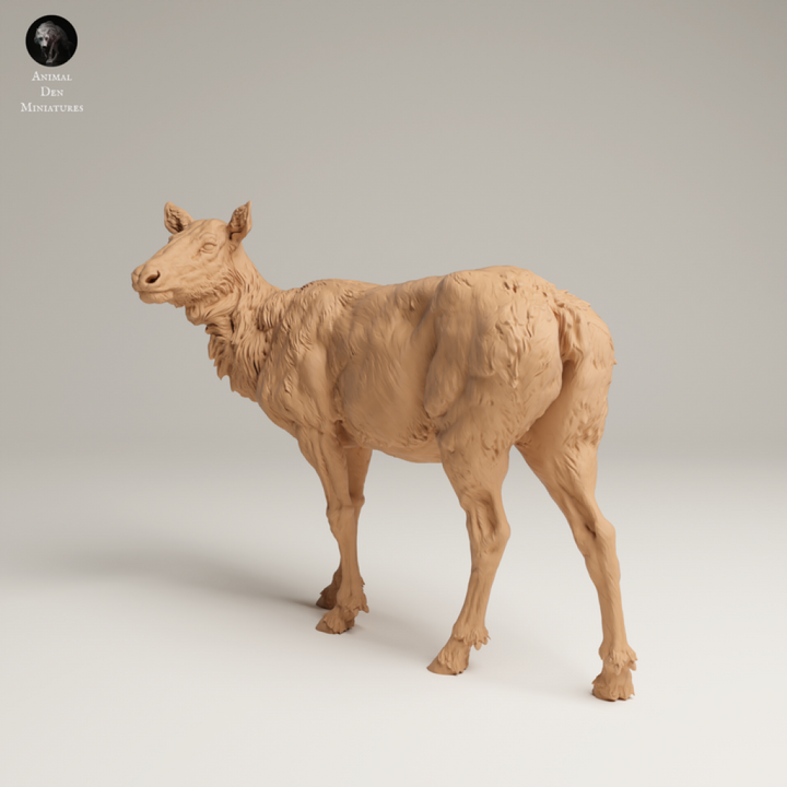 132s-008 Rocky Mountains Elk Cow Animal