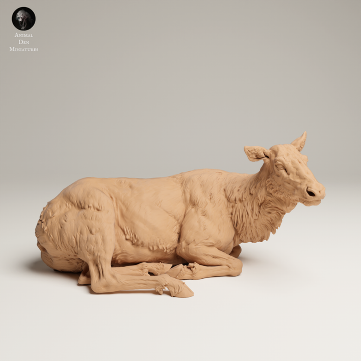 132s-009 Rocky Mountains Elk Cow Resting Animal