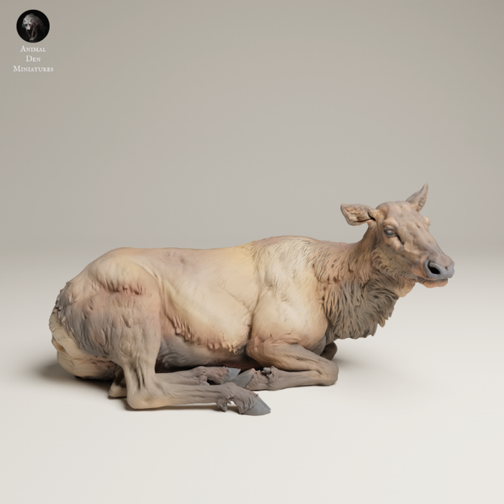 132s-009 Rocky Mountains Elk Cow Resting Animal