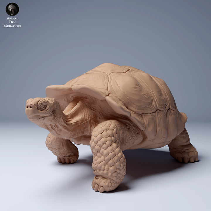 ADM2203 Galápagos giant tortoise