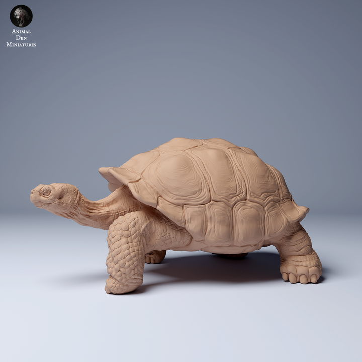 ADM2203 Galápagos giant tortoise