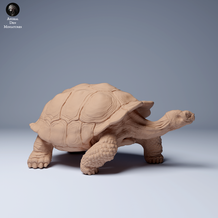 ADM2203 Galápagos giant tortoise