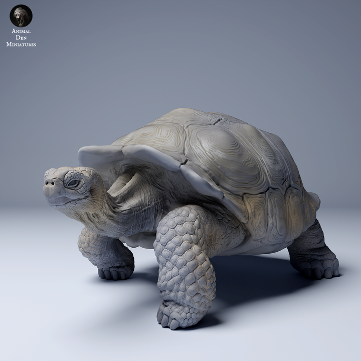 ADM2203 Galápagos giant tortoise