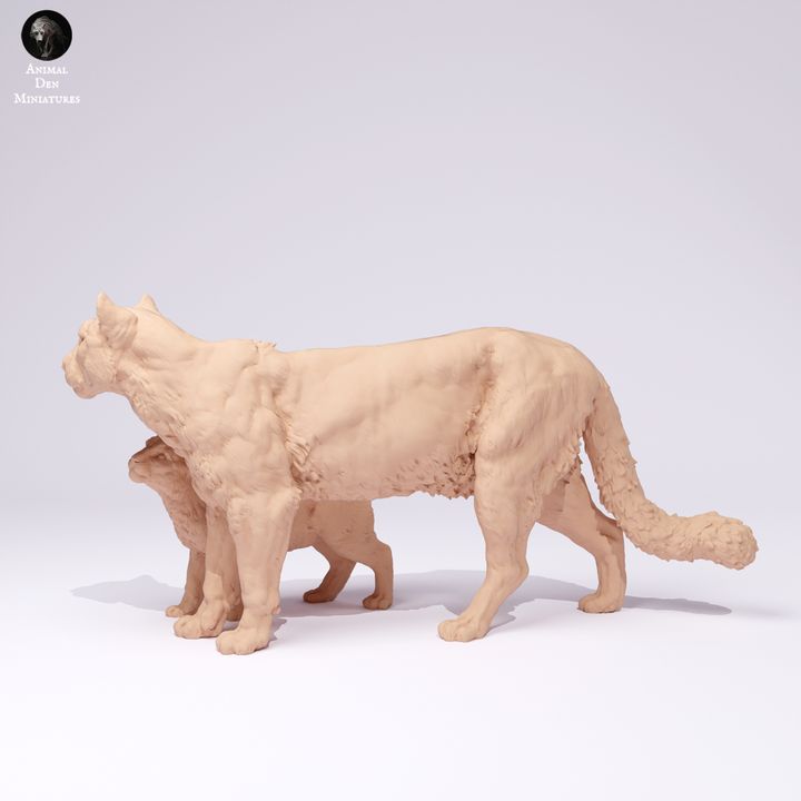 ADM2201 Mountain lion with Cub