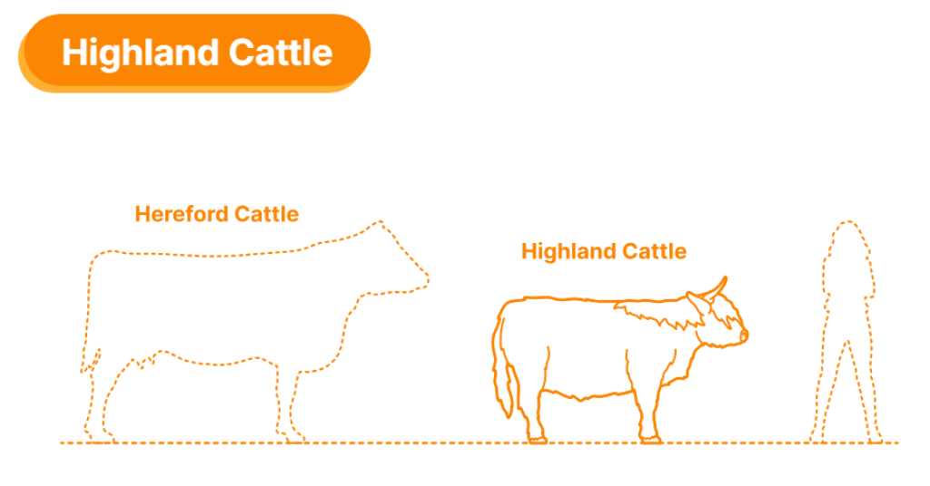 ADM1501 Highland Cow Standing licking nose Animal