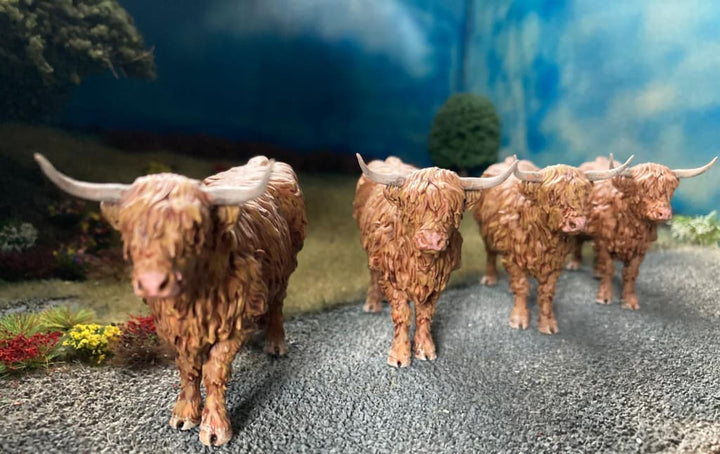 ADM1501 Highland Cow Standing licking nose Animal