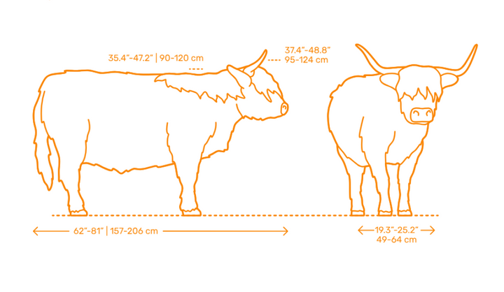 ADM1501 Highland Cow Standing licking nose Animal
