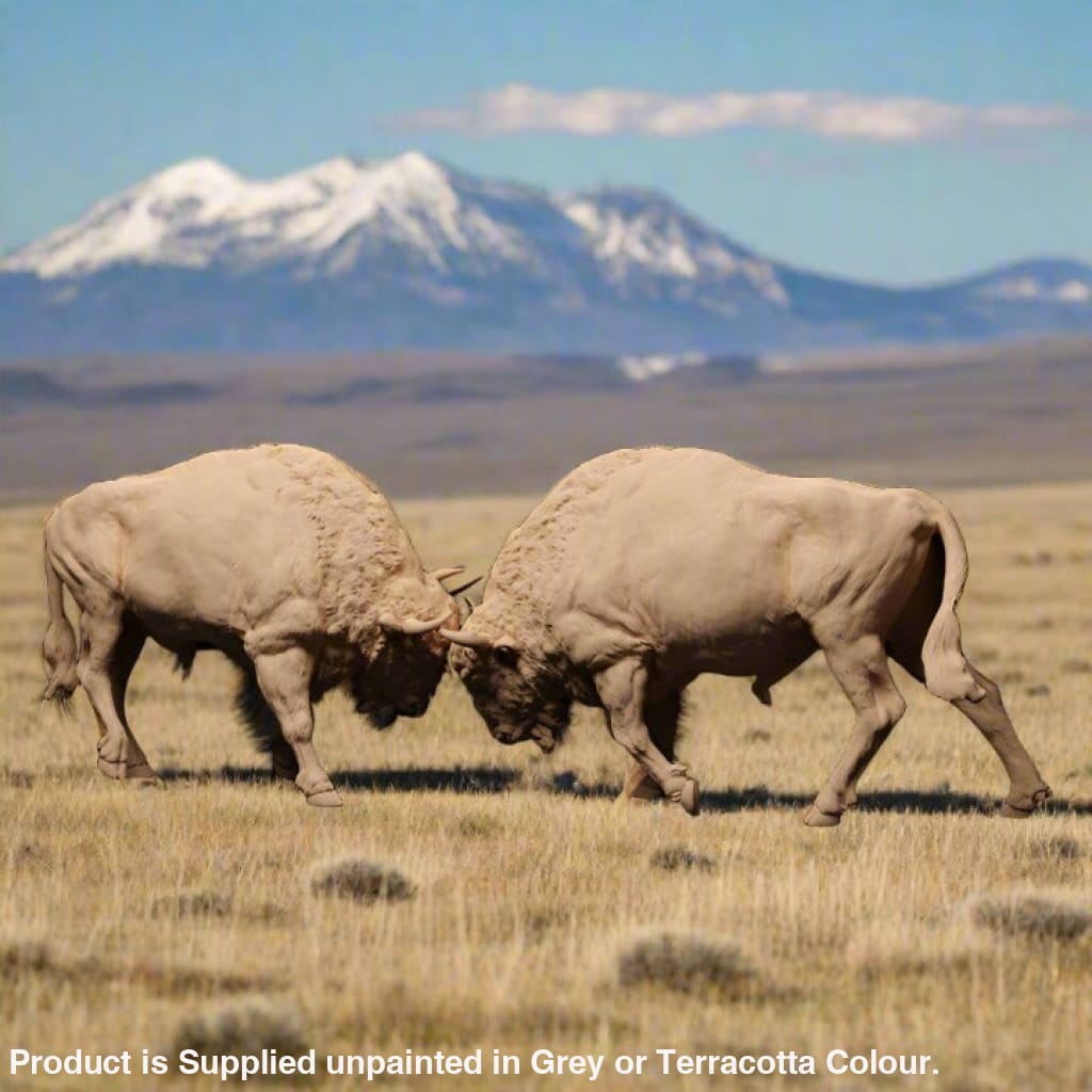 Adm1505 European Bison Bulls Fight Animal