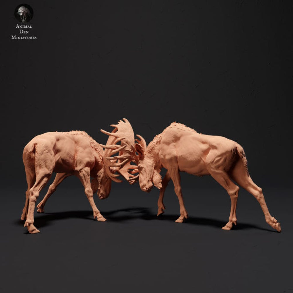 Adm2006 Moose Bulls Fighting Animal