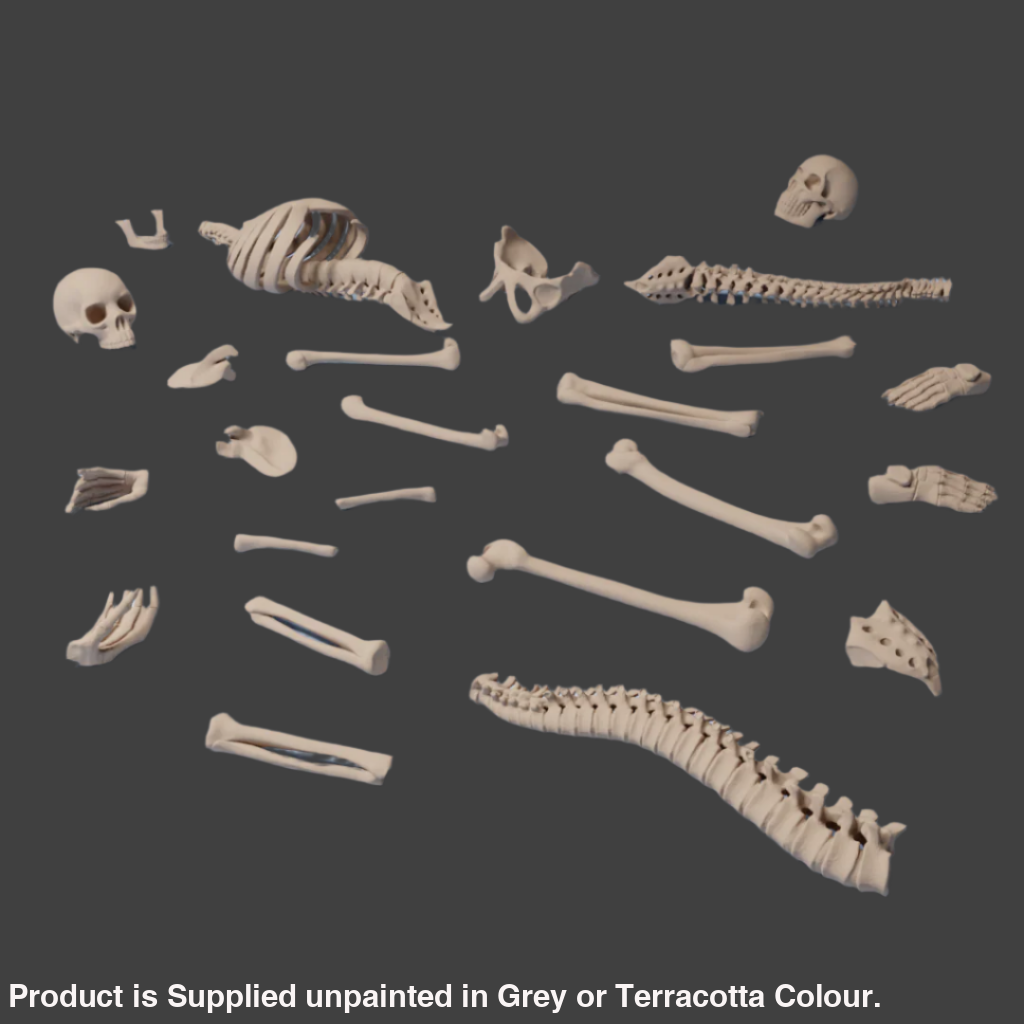 KOB - Basing Bits - Human Skeleton 1:56 Scale Medieval
