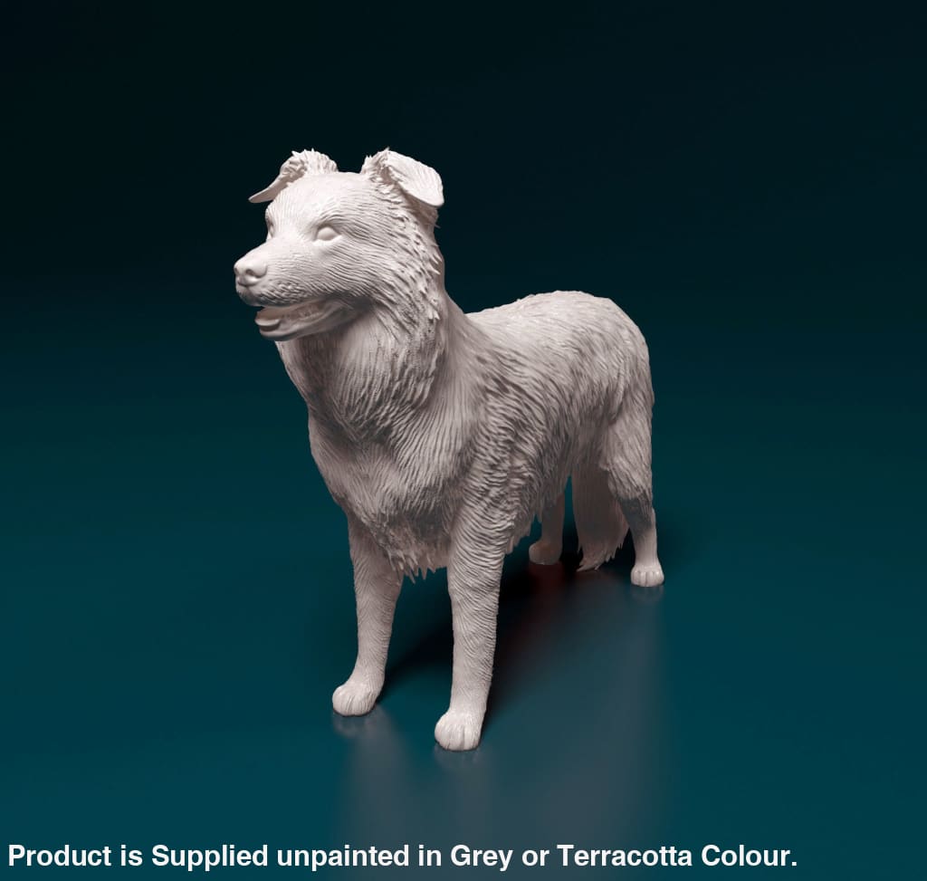 Border Collie Standing Dog