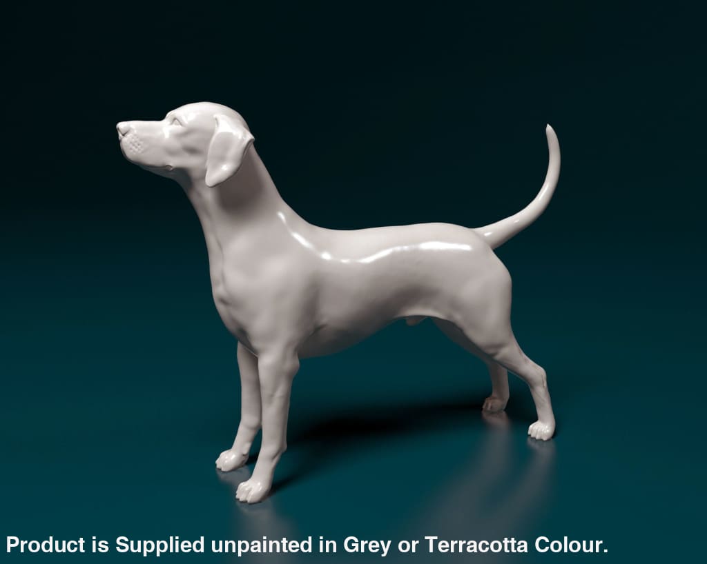Dalmatian Standing Dog